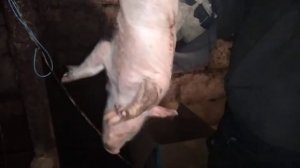 Лечим поросёнка от водянки.