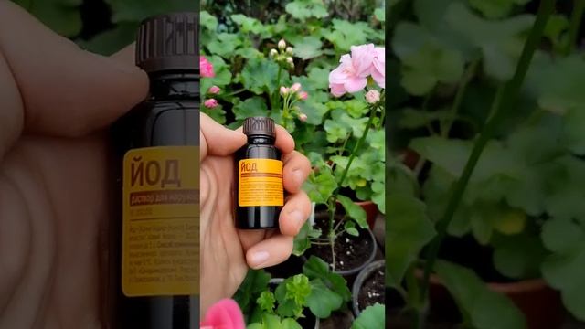 Йодовая подкормка для комнатных растений смотреть онлайн