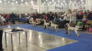 Далматины. Евразия-2 - 2015.(11)