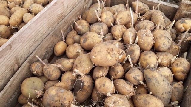 Способ посадки раннего картофеля под агроволокно.посадка 2021. смотреть онлайн