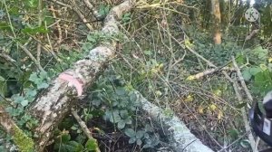 stihl ms 260