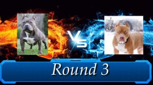 American Bully VS Pitbull Fight 2019 matchup