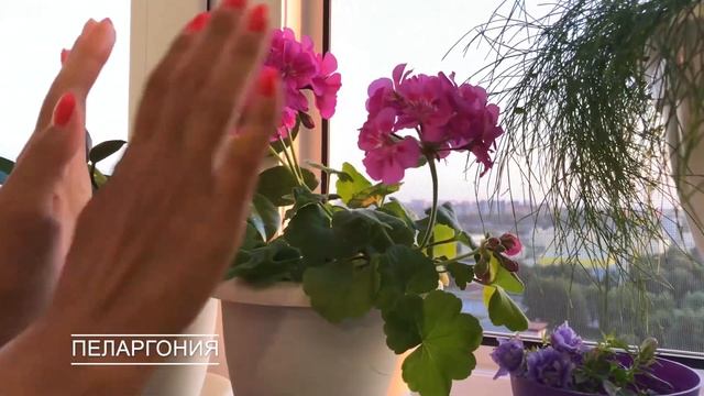 МОИ #КРАСИВОЦВЕТУЩИЕ КОМНАТНЫЕ РАСТЕНИЯ В 2019 ГОДУ