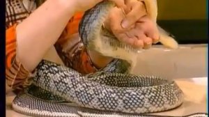 Тонкохвостый полоз  'Диалоги о животных'