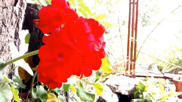 Тест камеры HOMTOM HT7 PRO - видеосъемка смотреть онлайн