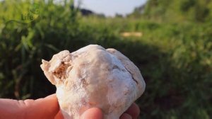 Вкусное тесто на карася выкашивает под ноль любой водоем! Как приготовить чесночное для карася?