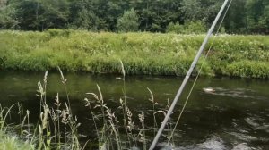 Оредеж полон Щук и Окуней? #рыбалка на спиннинг