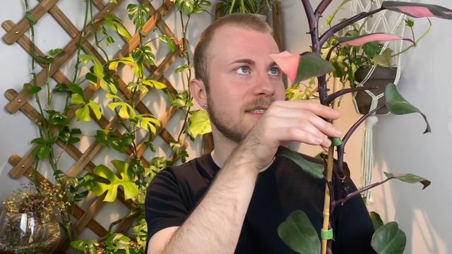 How To Care For Philodendron erubescens “Pink Princess” | Plant Of The Week Ep. 17 смотреть онлайн