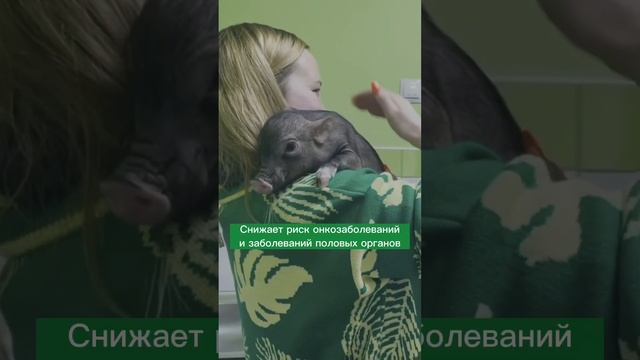 Домашняя свинка поросенок - Уход за питомцем