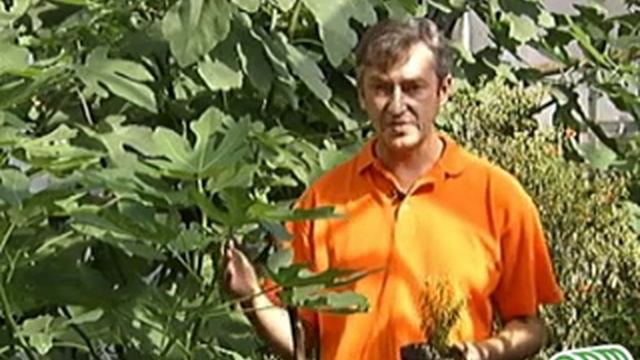 Плодово-комнатные растения - гранат, инжир смотреть онлайн