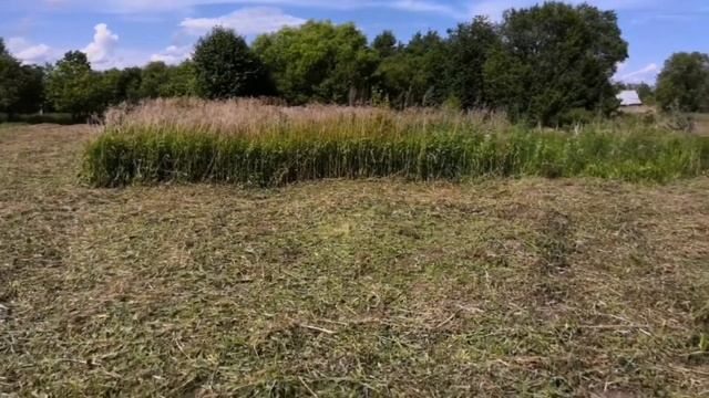 Скосили почти всю траву, перепахали и засеяли горчицей! смотреть онлайн