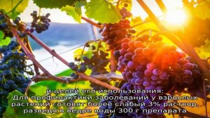 Три в одном: подкормка, защита и уничтожение грибков — обработка винограда осенью железным купорос.