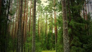 Что такое эхо?