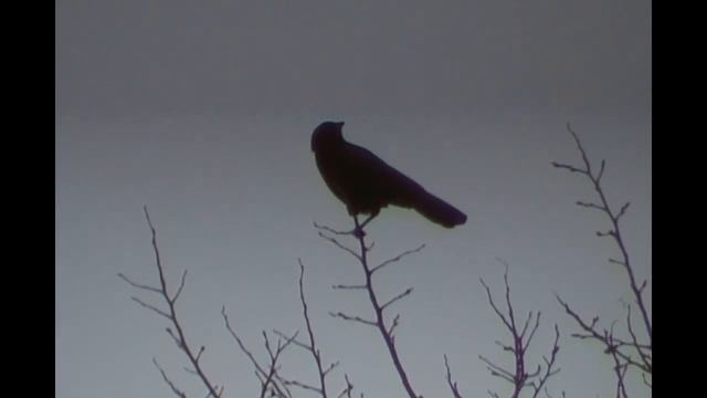 Martin Buber: Towards fuller relationships смотреть онлайн