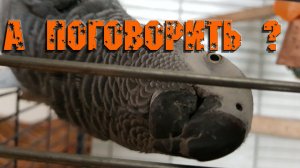 Попугай жако говорит больше, чем следует. Как говорящие попугаи разнообразят наш быт.