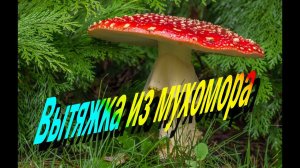 Вытяжка Мухомор как сделать. Для чего принимать.