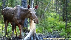 Солонец для лося / Лосиха с малым на солонце
