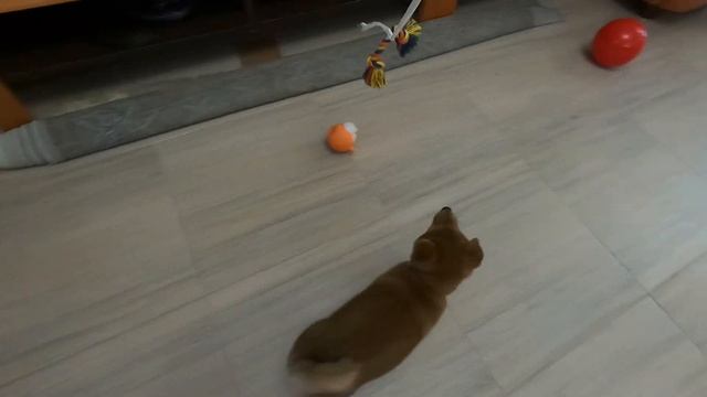 СИБА ИНУ / Тоби 2 месяца смотреть онлайн