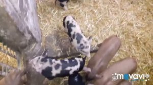 Маленькие хрюшки, лопатые ушки???