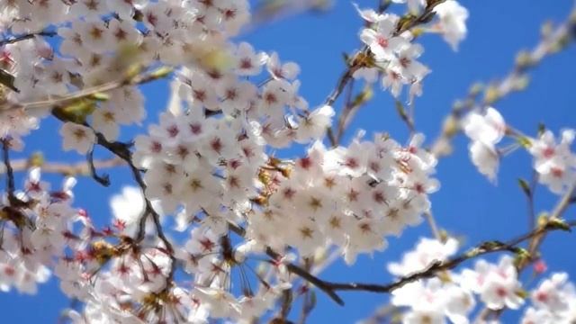 НАСТРОЙ ОТ ОНКОЛОГИИ ДЛЯ ИМЕНИ ИРИНА смотреть онлайн