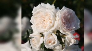 Honeymoon Climbing Rose