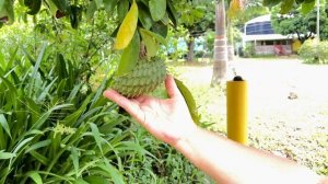 Остров Антигуа. Бывшая Колония И Рай Для Миллиардеров. Часть 2