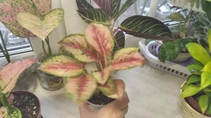 Мои аглаонемы: Голд Император, 10 карат, Суматра, Пинк Принцесс.