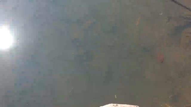 Вербное воскресенье 2020. Как освятить вербу дома. смотреть онлайн