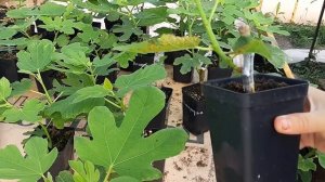 Высаживаю инжир в открытый грунт