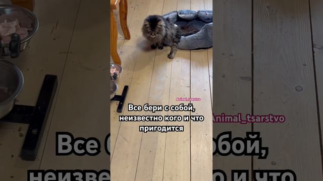 Как вам идея? Приглашаю вас в ТГ канал, Там живое общение и онлайн о приюте.Ссылка в профиле #кошки смотреть онлайн