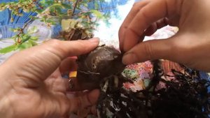 Гиппеаструм после периода покоя - пересадка. ??? ???