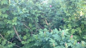 Морщинистая роза - ругоза Васагаминг (Wasagaming).