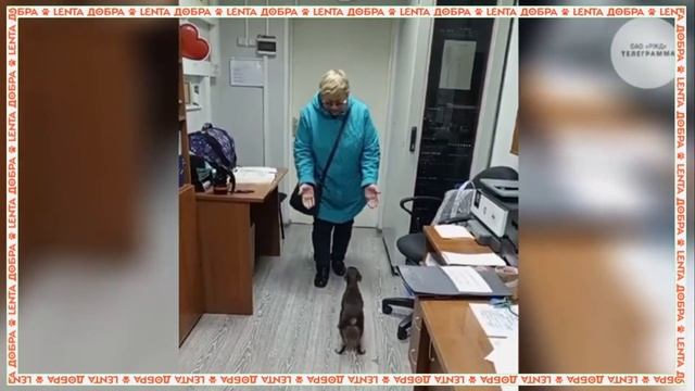 ? Собака полторы недели ждала хозяйку, которая уехала в другой город смотреть онлайн