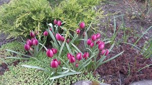 Первые ботанические тюльпаны, карликовые тюльпаны, тюльпан Одалиска, Tulipa Odalisque