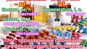 ЛАТИНСКИЙ ЯЗЫК // ФОНЕТИКА // Ударение, долгота и краткость слога