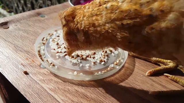 Курица заболела. смотреть онлайн