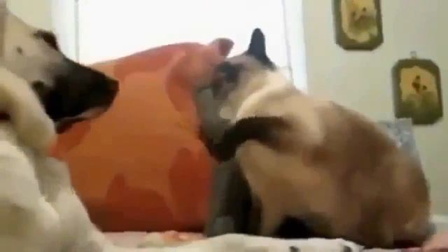 прикольные животные Смешные животные няшки смотреть онлайн