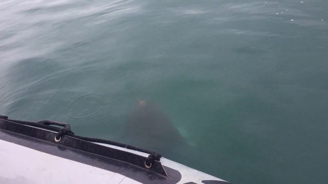 !!! КАМЧАТКА. Вахиль-2015. Палтус 66 кг !!! смотреть онлайн