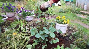 Как подготовить розы к зиме чтобы не вымерзли в сильный холод и пышно цвели? 7 полезных советов.