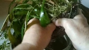 Аквариумные растения. Криптокорина. //Aquarium plants. Cryptocarina.//