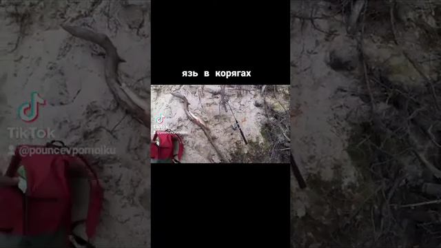 рыбалка язь в корягах смотреть онлайн