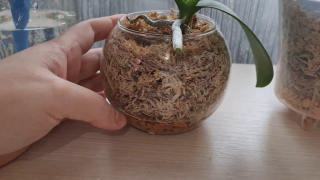 ПОЛИВ ОРХИДЕЙ ВО МХЕ   БЫСТРО И ПРОСТО!