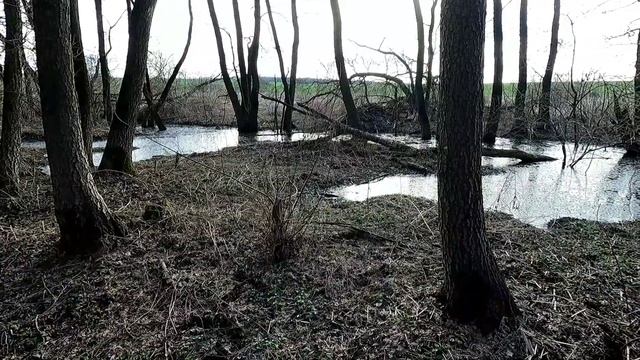 Как живут бобры, деятельность бобров. смотреть онлайн