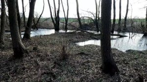 Как живут бобры, деятельность бобров.