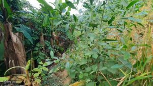 Building New House In Ideal Location, Building Life, Episode 39