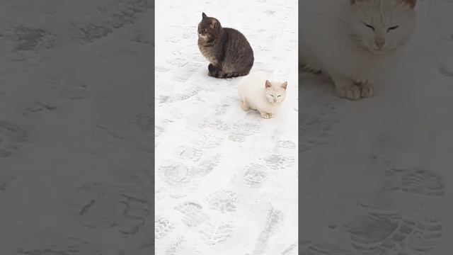 Animals on Ice Fishing || Животные на Льду - Зимняя Рыбалка