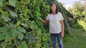 ЗЕЛЕНАЯ СТЕНА  ИЗ ХМЕЛИ СВОИМИ РУКАМИ !!!! КАК ИСПОЛЬЗОВАТЬ ХМЕЛЬ В СВОЮ ПОЛЬЗУ ?????