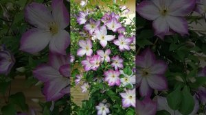 Klematis Pernille🍀.