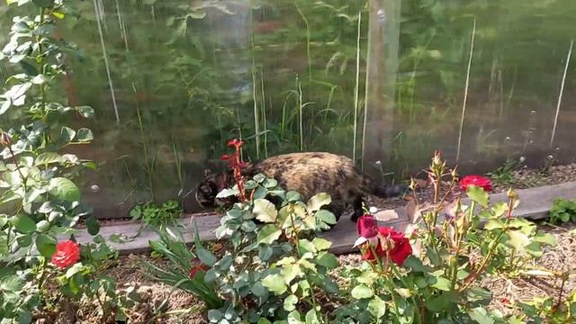 Переезд на дачу//Мохнатые каникулы 2021 смотреть онлайн