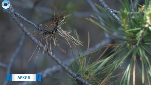 Больше 8 миллиардов рублей инвестируют в развитие лесного хозяйства нашего региона смотреть онлайн